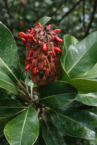Магнолія великоквіткова Альта ягоди